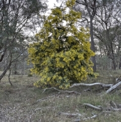 Acacia baileyana at Aranda, ACT - 29 Jul 2023 05:04 PM