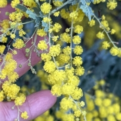 Acacia baileyana at Aranda, ACT - 29 Jul 2023 05:04 PM