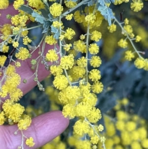 Acacia baileyana at Aranda, ACT - 29 Jul 2023 05:04 PM