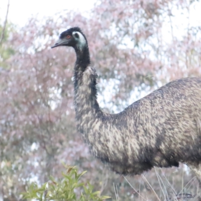 Dromaius novaehollandiae (Emu) at Cotter River, ACT - 29 Jul 2023 by BenW