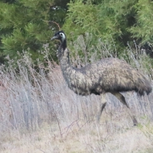 Dromaius novaehollandiae at Cotter River, ACT - 29 Jul 2023 11:33 AM