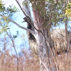 Dromaius novaehollandiae at Cotter River, ACT - 29 Jul 2023