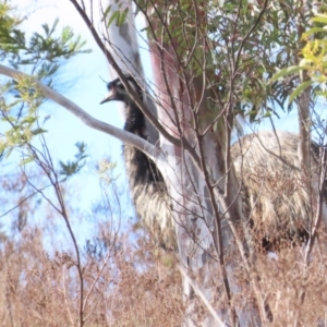 Dromaius novaehollandiae at Cotter River, ACT - 29 Jul 2023