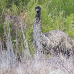 Dromaius novaehollandiae at Cotter River, ACT - 29 Jul 2023