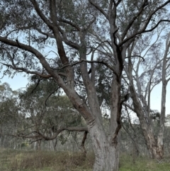 Eucalyptus dives (Broad-leaved Peppermint) at Aranda Bushland - 29 Jul 2023 by lbradley