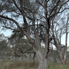 Eucalyptus dives (Broad-leaved Peppermint) at Belconnen, ACT - 29 Jul 2023 by lbradley