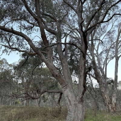 Eucalyptus dives (Broad-leaved Peppermint) at Yarralumla, ACT - 29 Jul 2023 by lbradley