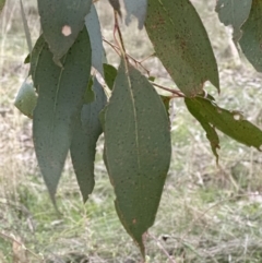 Eucalyptus dives at Yarralumla, ACT - 29 Jul 2023