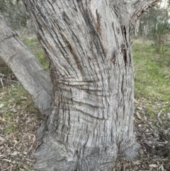 Eucalyptus dives at Yarralumla, ACT - 29 Jul 2023