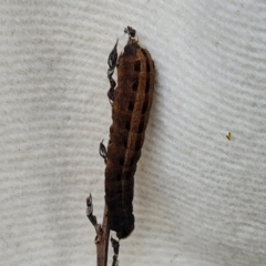 Noctuidae unclassified IMMATURE moth (Immature Noctuidae Moth) at O'Malley, ACT - 29 Jul 2023 by Mike