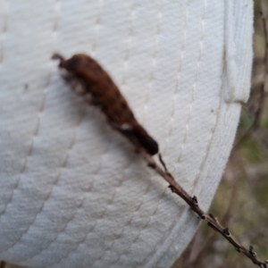 Noctuidae unclassified IMMATURE moth at O'Malley, ACT - 29 Jul 2023 04:10 PM