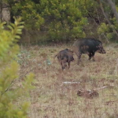 Sus scrofa (Pig (feral)) at Cotter River, ACT - 29 Jul 2023 by BenW