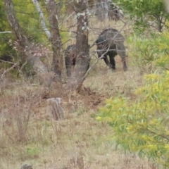 Sus scrofa at Cotter River, ACT - 29 Jul 2023