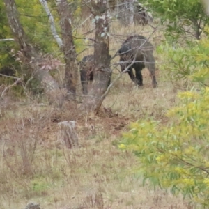 Sus scrofa at Cotter River, ACT - 29 Jul 2023