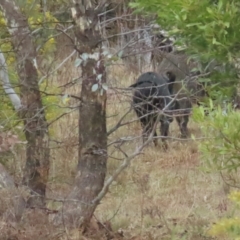 Sus scrofa at Cotter River, ACT - 29 Jul 2023