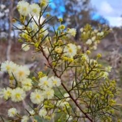 Acacia genistifolia (Early Wattle) at Mount Mugga Mugga - 29 Jul 2023 by Mike