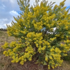 Acacia covenyi (Blue Bush) at Isaacs Ridge and Nearby - 29 Jul 2023 by Mike