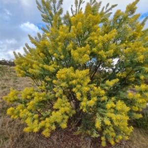 Acacia covenyi at Isaacs, ACT - 29 Jul 2023 03:35 PM