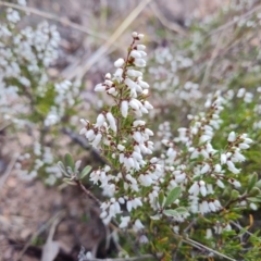 Cryptandra amara (Bitter Cryptandra) at Isaacs, ACT - 29 Jul 2023 by Mike