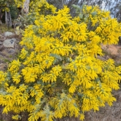 Acacia baileyana (Cootamundra Wattle, Golden Mimosa) at Isaacs Ridge - 29 Jul 2023 by Mike