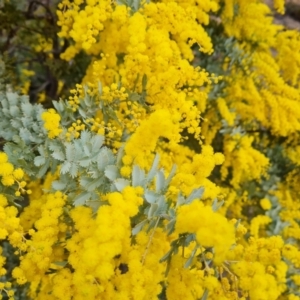 Acacia baileyana at Isaacs, ACT - 29 Jul 2023 03:26 PM