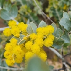 Acacia podalyriifolia (Queensland Silver Wattle) at Isaacs Ridge and Nearby - 29 Jul 2023 by Mike