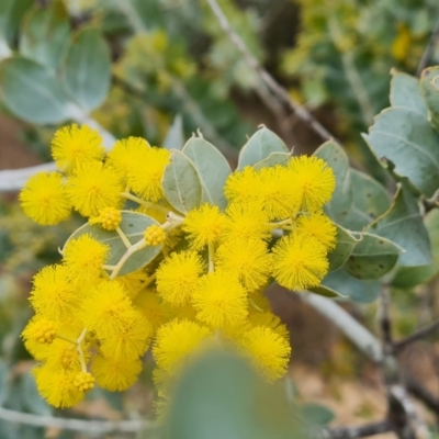 Acacia podalyriifolia (Queensland Silver Wattle) at Isaacs, ACT - 29 Jul 2023 by Mike