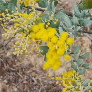 Acacia podalyriifolia at Isaacs, ACT - 29 Jul 2023