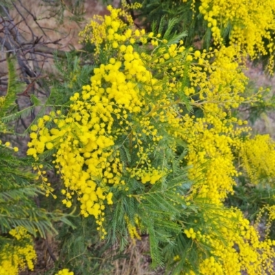 Acacia decurrens (Green Wattle) at Isaacs Ridge and Nearby - 29 Jul 2023 by Mike