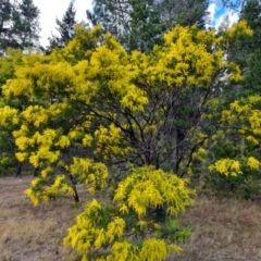 Acacia decurrens at Isaacs, ACT - 29 Jul 2023 03:05 PM