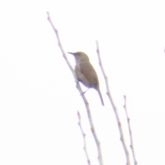 Phylidonyris pyrrhopterus (Crescent Honeyeater) at Cotter River, ACT - 29 Jul 2023 by BenW