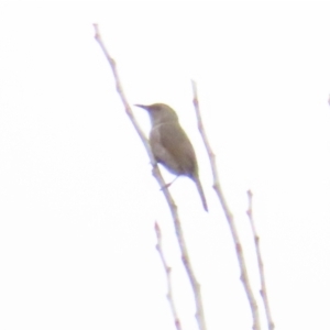 Phylidonyris pyrrhopterus at Cotter River, ACT - 29 Jul 2023 10:55 AM