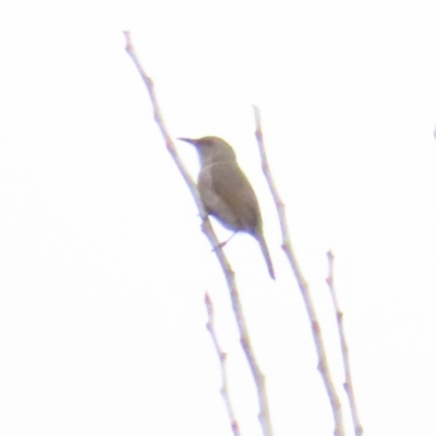 Phylidonyris pyrrhopterus (Crescent Honeyeater) at Cotter River, ACT - 29 Jul 2023 by TomW