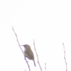 Phylidonyris pyrrhopterus at Cotter River, ACT - 29 Jul 2023 10:55 AM