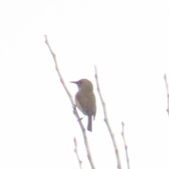 Phylidonyris pyrrhopterus at Cotter River, ACT - 29 Jul 2023 10:55 AM