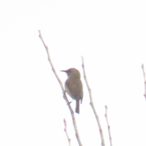 Phylidonyris pyrrhopterus at Cotter River, ACT - 29 Jul 2023 10:55 AM