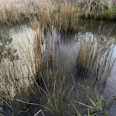 Eleocharis acuta (Common Spike-rush) at Belconnen, ACT - 29 Jul 2023 by lbradley