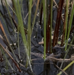 Eleocharis acuta at Aranda, ACT - 29 Jul 2023