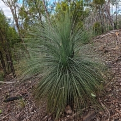 Xanthorrhoea glauca subsp. angustifolia (Grey Grass-tree) at Paddys River, ACT - 6 May 2022 by RobG1