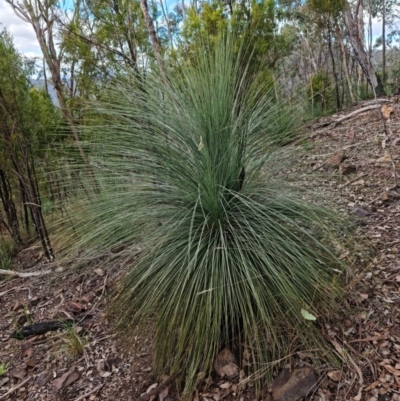 Xanthorrhoea glauca subsp. angustifolia (Grey Grass-tree) at Paddys River, ACT - 6 May 2022 by RobG1