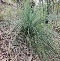 Xanthorrhoea glauca subsp. angustifolia at Paddys River, ACT - 6 May 2022