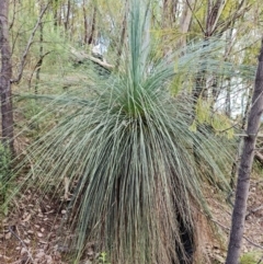 Xanthorrhoea glauca subsp. angustifolia at Paddys River, ACT - 6 May 2022