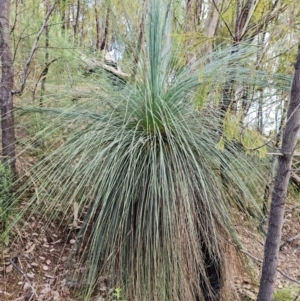 Xanthorrhoea glauca subsp. angustifolia at Paddys River, ACT - 6 May 2022