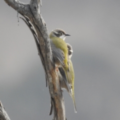 Melithreptus brevirostris (Brown-headed Honeyeater) at Bullen Range - 29 Jul 2023 by HelenCross