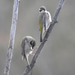 Melithreptus brevirostris at Stromlo, ACT - 29 Jul 2023