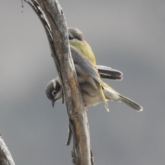 Melithreptus brevirostris at Stromlo, ACT - 29 Jul 2023 10:44 AM