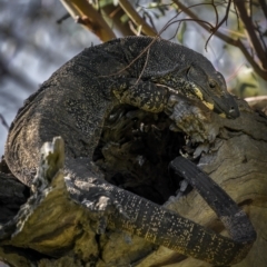 Varanus varius (Lace Monitor) at Weddin Mountains National Park - 25 Jul 2023 by trevsci