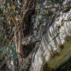 Varanus varius at Weddin Mountains National Park - suppressed