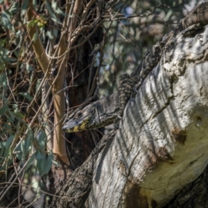 Varanus varius at Weddin Mountains National Park - suppressed