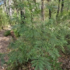 Acacia terminalis (Sunshine Wattle) at Ulladulla, NSW - 28 Jul 2023 by MatthewFrawley